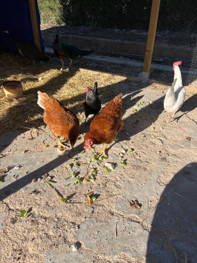 Casa Rural Finca Juanamare Yecla Εξωτερικό φωτογραφία